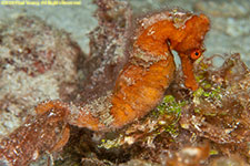 seahorse